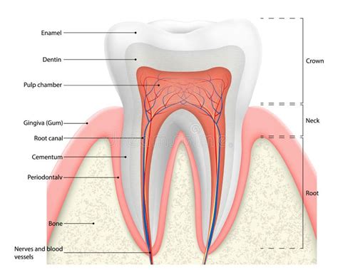diagramma della struttura di un dente
