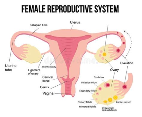 Diagramma che illustra il sistema riproduttivo femminile