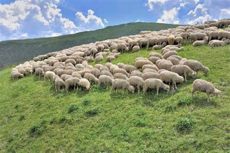 Campagna sarda con pecore al pascolo