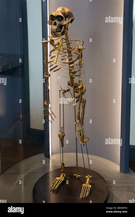 Ricostruzione scheletro Australopithecus