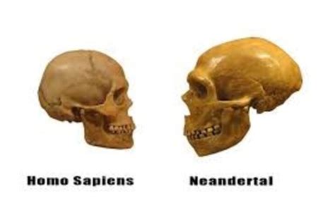 Confronto scheletri Homo sapiens e Neandertal