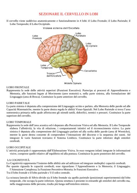 Diagramma comparativo dimensioni cervello primati