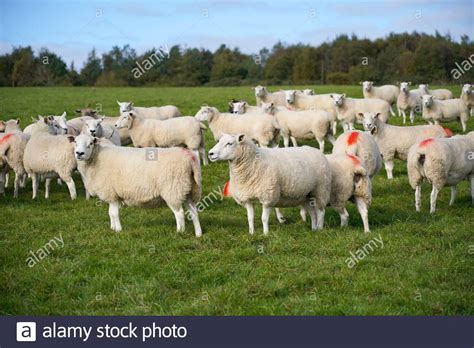 Campo di grano in Sicilia con pecore al pascolo