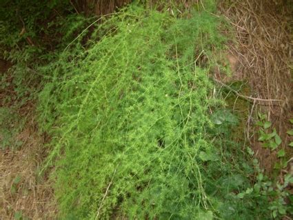 Pianta di Asparagus acutifolius in un ambiente mediterraneo