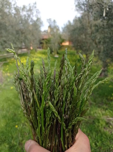 Raccoglitori di asparagi selvatici in un bosco