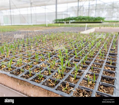 Piantine di asparagi in un vivaio
