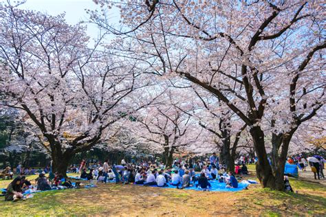 Persone che fanno un picnic sotto i ciliegi in fiore durante l'hanami