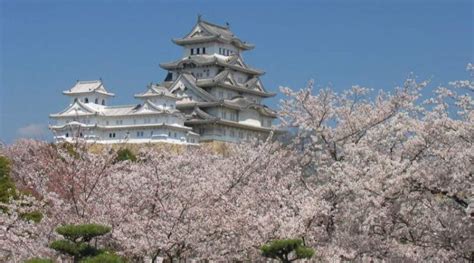 Castello di Himeji circondato da ciliegi in fiore