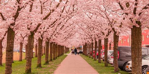Ciliegi in fiore al Parco Centrale del Lago, Roma