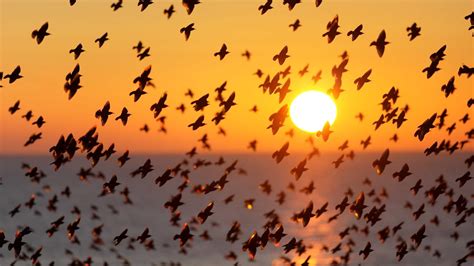uccelli migratori