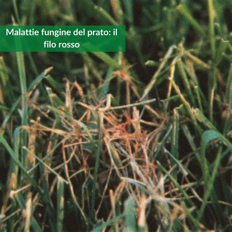 Infografica: Ciclo delle principali malattie fungine del prato in base alle stagioni