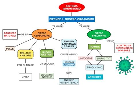 Schema che illustra l'azione dei beta-glucani del Maitake sul sistema immunitario