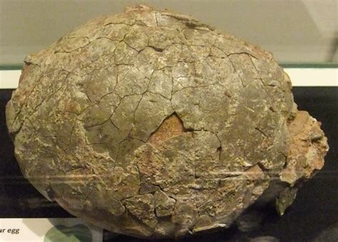Uovo di dinosauro fossile
