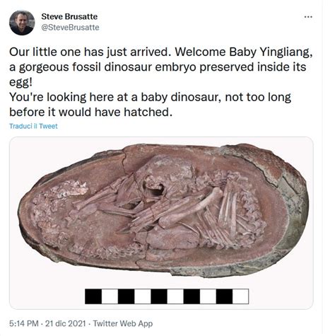Ricostruzione 3D dell'embrione di dinosauro 