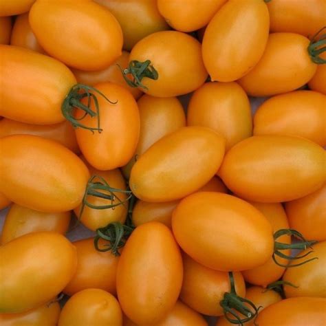 Pomodorini datterini gialli freschi
