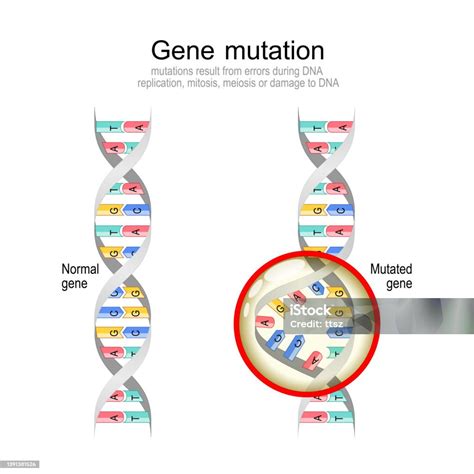 Diagramma che illustra la mutazione genetica della miostatina