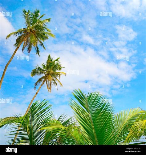 Palma da cocco in un paesaggio tropicale