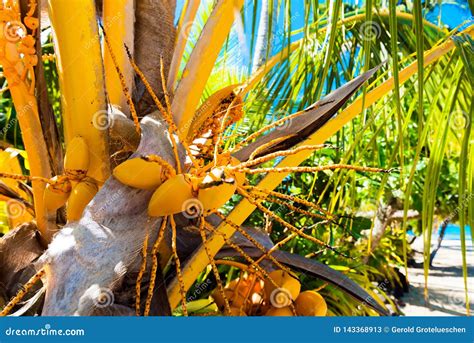 Fiori di Tiaré e noci di cocco su una spiaggia tropicale