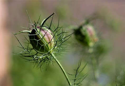 Campo di grano con fiori di nigella