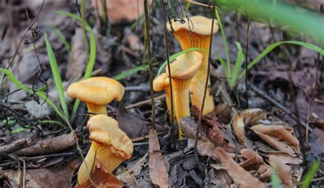 Finferli freschi pronti per essere cucinati