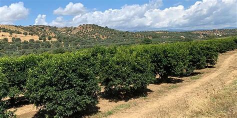 Campo di agrumi siciliano