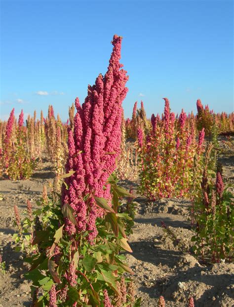 Pianta di quinoa