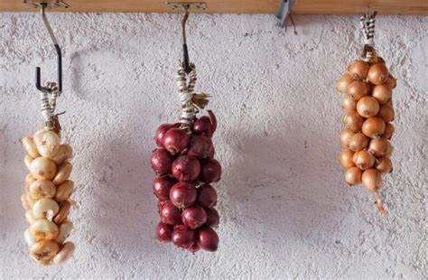 Cipolle appese per decorazione