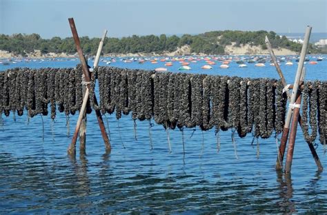 Laguna di Varano con allevamenti di cozze