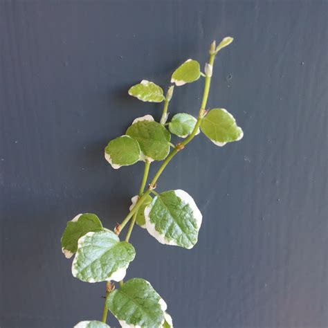 Foglie giovanili e adulte di Ficus pumila a confronto