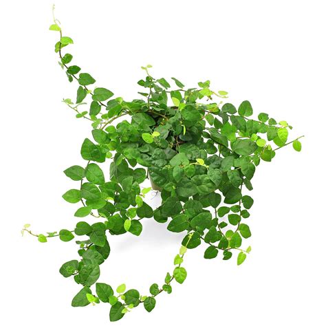 Siconi di Ficus pumila, la struttura che contiene i fiori e i semi