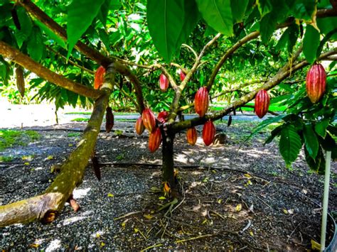 Piantagione di cacao con frutti maturi