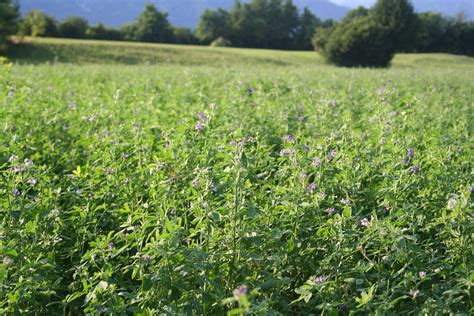 Campo di erba medica per l'alimentazione delle mucche da latte