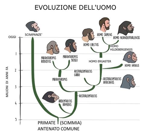 Rappresentazione artistica dell'albero evolutivo umano con diverse ramificazioni