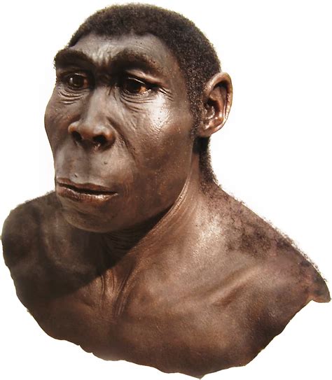 Ricostruzione del cranio di Homo erectus trovato a Dmanisi