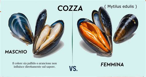 Schema anatomico di una cozza