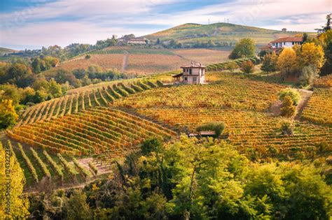 Paesaggio collinare del Collio con vigneti