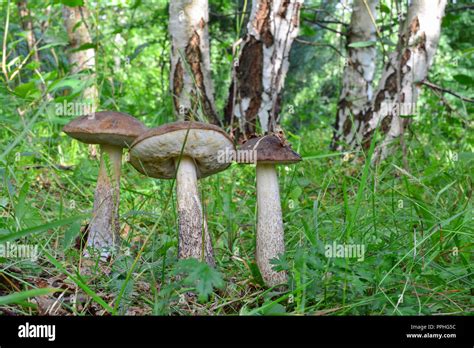 Leccinum scabrum in un bosco di betulle