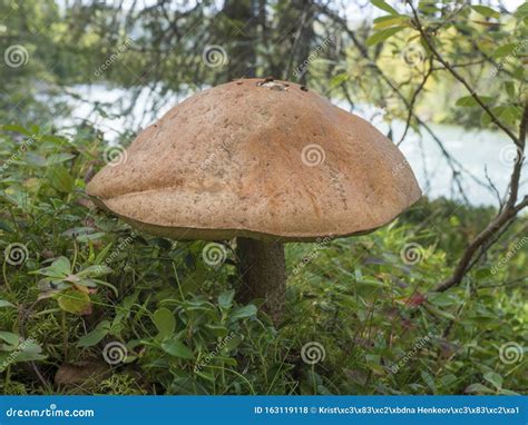 Gambo squamoso di un Leccinum scabrum