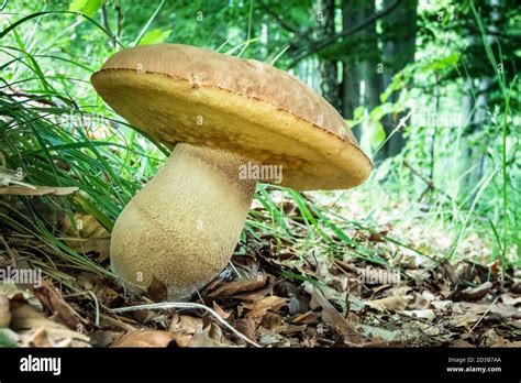 Piatto di funghi Leccinum scabrum cucinati
