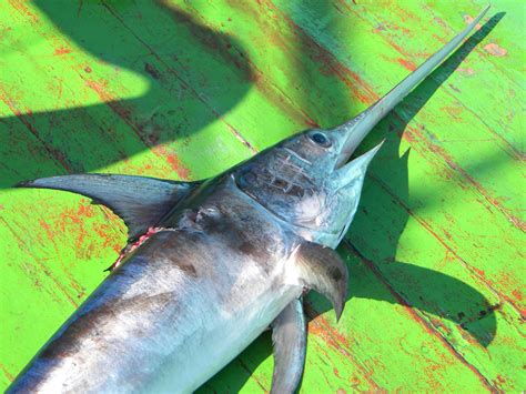 Pesce spada pescato nello Stretto di Messina