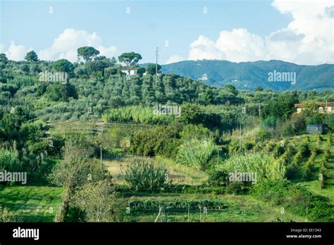 Paesaggio rurale del Cilento con colline ondulate e uliveti