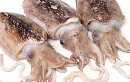 Seppie fresche in un mercato del pesce