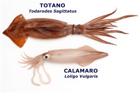 Diagramma anatomico di calamaro e totano