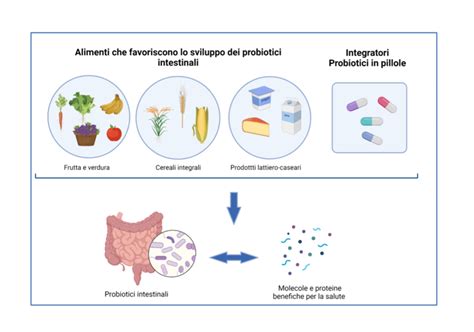 Diagramma che illustra il funzionamento dei probiotici nell'intestino