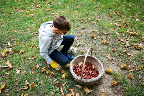 bambini che raccolgono castagne in un bosco autunnale