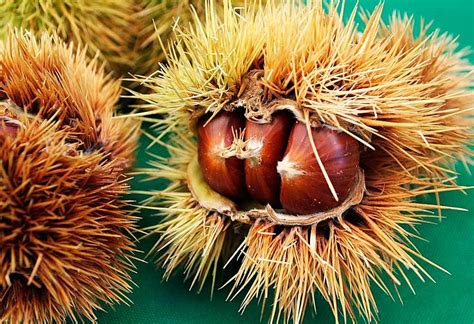 illustrazione di una castagna sorridente con un riccio