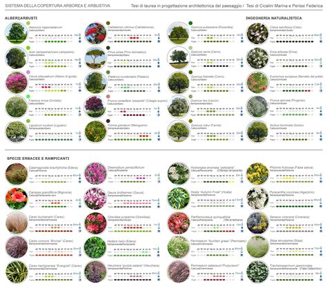 Schema delle essenze arboree prevalenti nei boschi di Breno