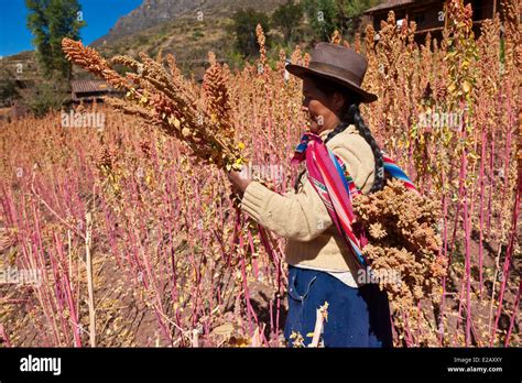 Campo di quinoa in Perù