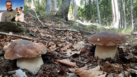 Raccolta di funghi porcini in un bosco