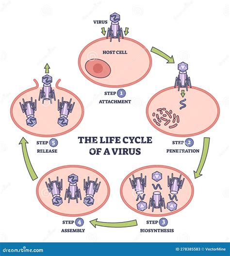 Diagramma del ciclo di vita del virus dell'Epatite A
